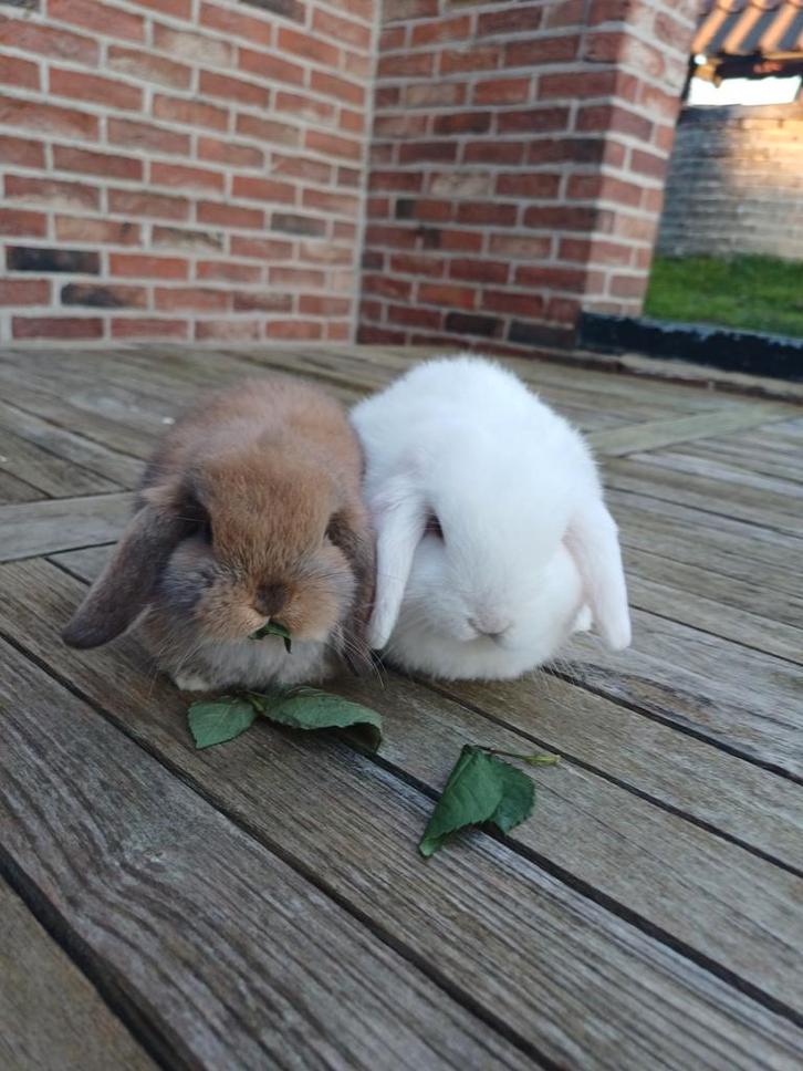 Minilop couple, Animaux & Accessoires, Lapins