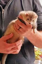 Fretten, Dieren en Toebehoren, Overige Dieren, Mei, Mannelijk