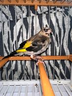 Putterparva, Dieren en Toebehoren, Ophalen, Nieuw, Overige typen