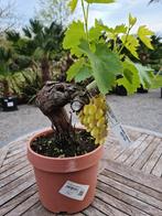 Druivelaar Bonsai- Vitis Vinifera, Tuin en Terras, Planten | Fruitbomen, Ophalen