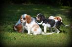 Cavalier King Charles Spaniel pups, Dieren en Toebehoren, België, CDV (hondenziekte), 8 tot 15 weken, Meerdere