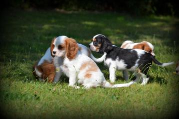 Cavalier King Charles Spaniel pups beschikbaar voor biedingen