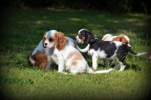 Cavalier King Charles Spaniel pups, Dieren en Toebehoren, Honden | Retrievers, Spaniëls en Waterhonden, Meerdere dieren, Spaniël