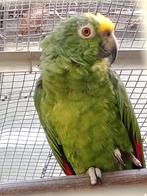 2 koppels geelvoorhoofdamazones, Dieren en Toebehoren, Vogels | Parkieten en Papegaaien, Meerdere dieren, Papegaai, Geringd