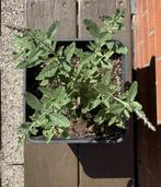 Jonge Plantjes Russische Lavendel 'Blue Spire', Ophalen