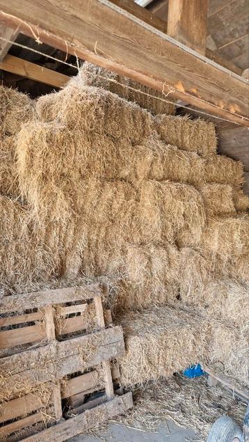 Hooi voor paarden, Dieren en Toebehoren, Dierenvoeding, Ophalen