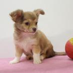 Chihuahua - chiots Belges à vendre, Commerçant, 8 à 15 semaines, Plusieurs, Parvovirose