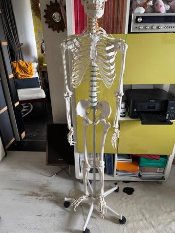 Squelette Anatomie, Divers, Enlèvement, Neuf