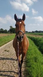 Lieve merrie 21 jaar te koop, Dieren en Toebehoren, Paarden, Merrie, Gechipt, 11 jaar of ouder, Recreatiepaard