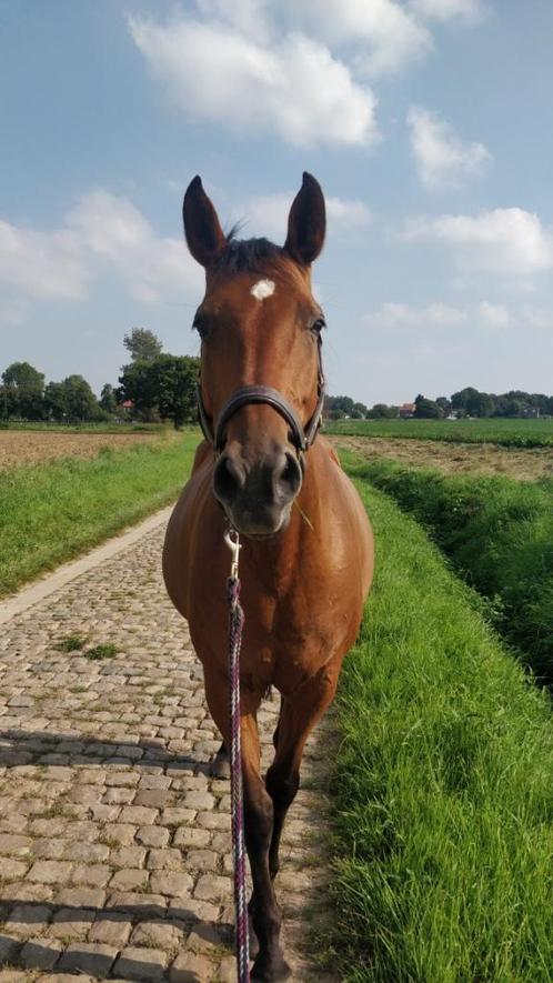 Lieve merrie 21 jaar te koop, Dieren en Toebehoren, Paarden, Merrie, 165 tot 170 cm, 11 jaar of ouder, Recreatiepaard, Met stamboom