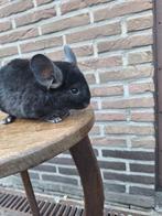 Verschillende jonge chinchilla's beschikbaar, Chinchilla