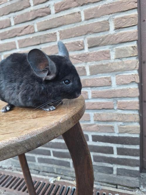 Verschillende jonge chinchilla's beschikbaar, Dieren en Toebehoren, Knaagdieren, Chinchilla