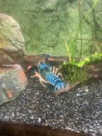 Cherax Quadricarinatus, Dieren en Toebehoren, Vissen | Aquariumvissen, Kreeft, Krab of Garnaal
