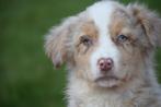 Australische herder pups aussi shepherd pup, Dieren en Toebehoren, Honden | Herdershonden en Veedrijvers, België, 8 tot 15 weken