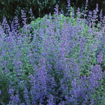 Nepeta en Persicaria