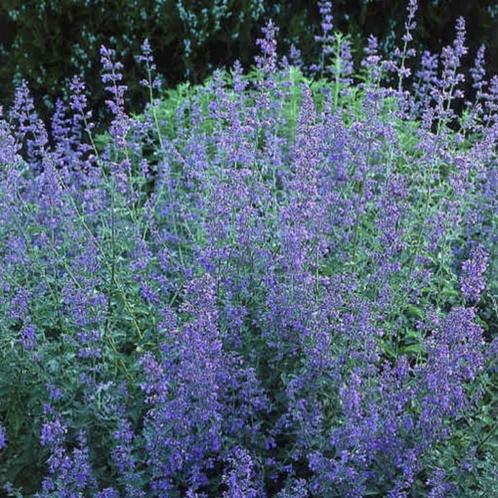 Nepeta et Persicaria, Jardin & Terrasse, Plantes | Jardin, Plante fixe, Enlèvement ou Envoi