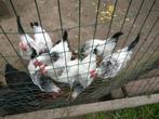 Sussex hanen, Dieren en Toebehoren, Pluimvee