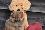 Pomeriaan , mini dwergkees, spitz ,keeshond pup, Dieren en Toebehoren, Keeshond, 15 weken tot 1 jaar, Buitenland, Parvo