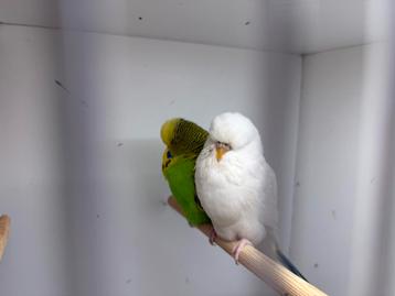 Engelse grasparkieten beschikbaar voor biedingen