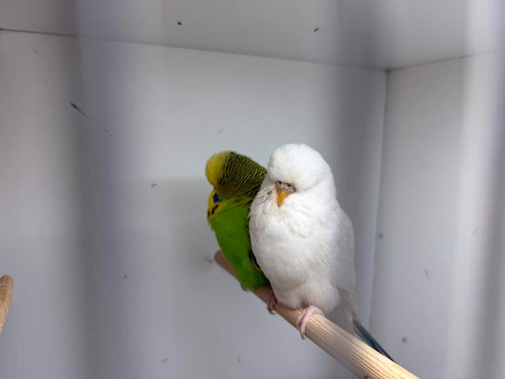 Engelse grasparkieten, Dieren en Toebehoren, Vogels | Parkieten en Papegaaien, Parkiet, Meerdere dieren, Geringd