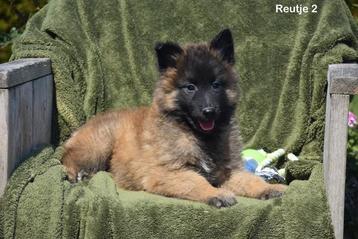 Prachtige Tervurense Herder pups  beschikbaar voor biedingen