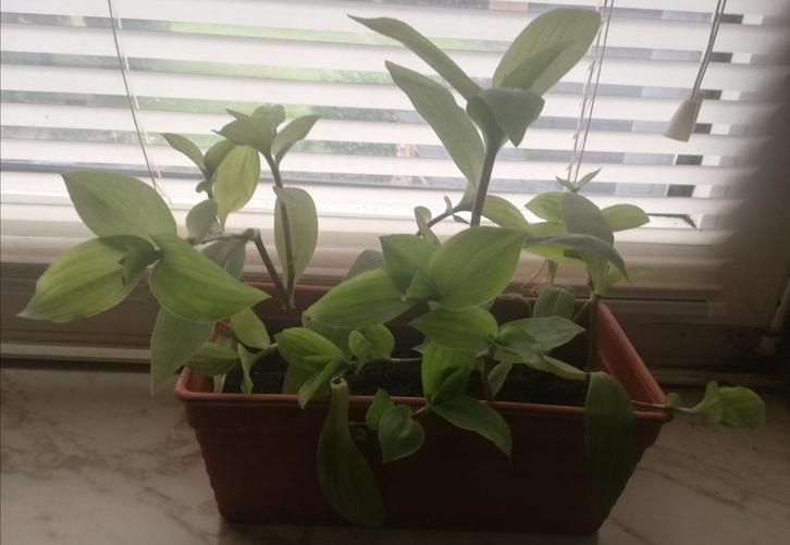 Misère verte en jardinière, Huis en Inrichting, Kamerplanten, In pot, Ophalen