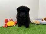 Chow Chow pups, België, Overige rassen, 8 tot 15 weken, CDV (hondenziekte)