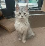 Maine coon, Dieren en Toebehoren, Poes, Gechipt, 0 tot 2 jaar