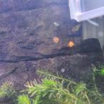 Platy vis, Dieren en Toebehoren, Vis