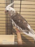 Valkparkieten, Dieren en Toebehoren, Geringd