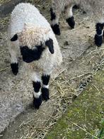 Walliser schwarznase rammetjes te koop, Animaux & Accessoires, Moutons, Chèvres & Cochons, Mouton, Mâle, 0 à 2 ans