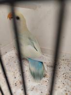 Agapornis roseicollie pop 2025, Geringd