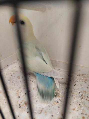 Agapornis roseicollie pop 2025 beschikbaar voor biedingen