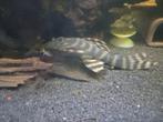L169 Gold stripe "Panaqolus sp.", Dieren en Toebehoren, Vis, Zoetwatervis
