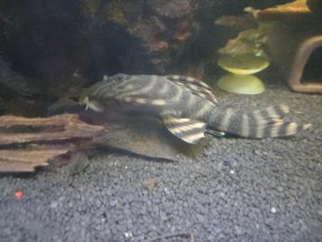 L169 Gold stripe "Panaqolus sp." beschikbaar voor biedingen