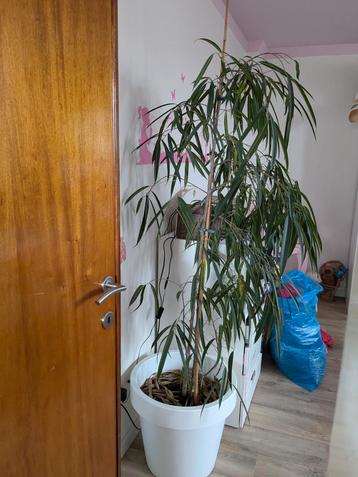 Grote ficus