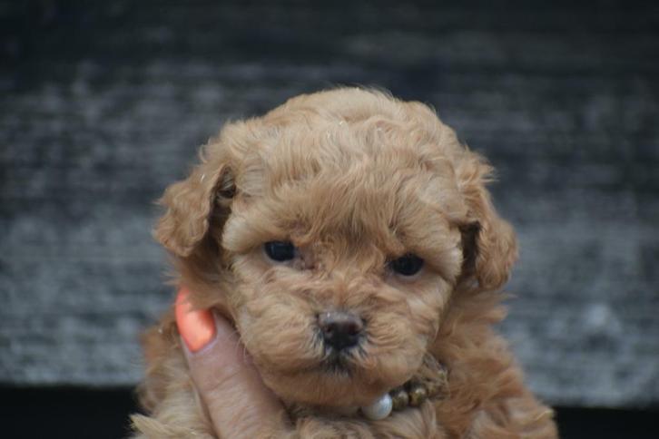 Chiots caniches - choix de 2 portées, Animaux & Accessoires, Chiens | Chihuahuas & Chiens de compagnie, Plusieurs animaux, Caniche