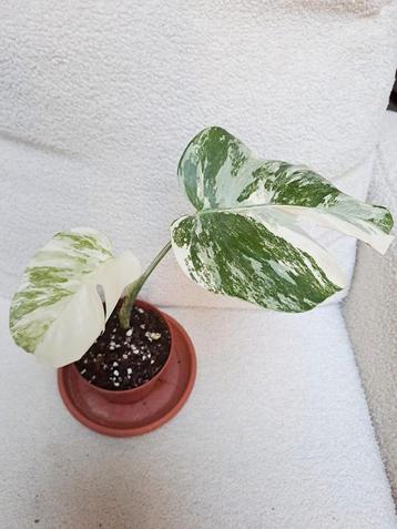 Monstera variegata, Huis en Inrichting, Ophalen of Verzenden