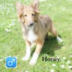 « Honey » chiot Sheltie, recherche un foyer chaleureux, Un chien, Étranger, Commerçant, Parvovirose