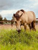 Bijrijder gezocht, Dieren en Toebehoren, Paarden, Merrie, Zadelmak, Minder dan 160 cm, 3 tot 6 jaar