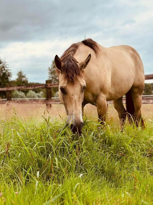 Bijrijder gezocht, Dieren en Toebehoren, Paarden, Merrie, Zadelmak, Minder dan 160 cm, 3 tot 6 jaar