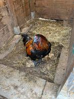 Brugse vechter haan, Animaux & Accessoires