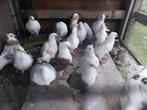 Mooie duiven meeuwen, Dieren en Toebehoren, Vogels | Duiven
