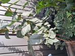 Tuinplanten, Ophalen
