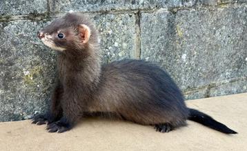 Jonge mannelijke fret zwarte angora beschikbaar voor biedingen