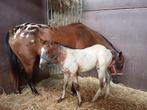 Appaloosa veulen, Dieren en Toebehoren, 0 tot 2 jaar, Hengst, Onbeleerd, Westernpaard