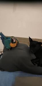 Blauwe ara, Huis en Inrichting, Ophalen, Blauw