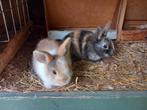 Dwergkonijnen, Dieren en Toebehoren, Konijnen, Meerdere dieren, Dwerg
