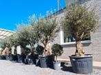 Nieuwe aanvoer olijfbomen Olea Europaea, Tuin en Terras, Ophalen, Olijfboom
