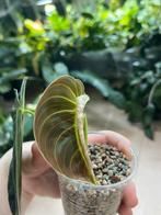 Philodendron Melanochrysum Variegata (2), Huis en Inrichting, Ophalen of Verzenden